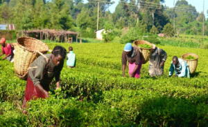 Only 7% of farming communities receive agricultural loans from banks in Nigeria – NBS 