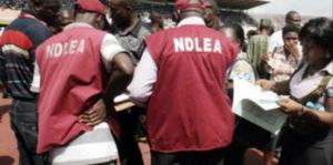 NDLEA destroys over 300,000 kg, 40,000 litres of illicit drugs in Lagos and Ogun