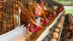 Price hike: Lagos poultry farmers to set up LGA sale points to cut prices and bypass middlemen 