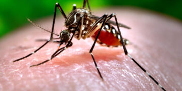 malaria, Steve, mosquito