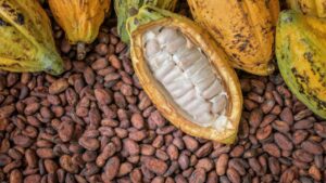 Ghana Cocoa Board executives, senior staff take pay cuts over liquidity challenges   