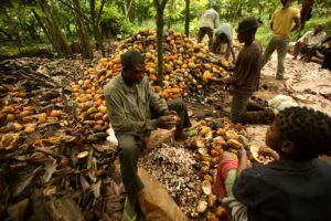 Fire razes about 30 hectares of cocoa farm in Abia state