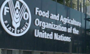 FAO invites PhD students, researchers and professors for food security program 