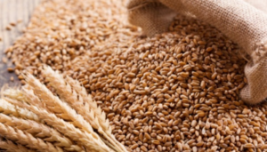 African countries spend $20 billion annually on wheat imports – TAAT 