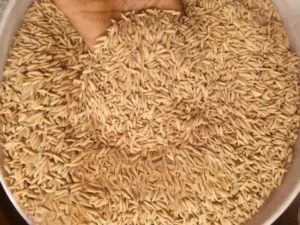 Paddy rice production in Nigeria projected to decline over insecurity, high fertiliser cost –AFEX  