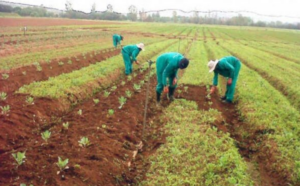 Rising fertilizer costs threaten crop production and agro-chemicals in Bwari, FCT – Farmers warn 