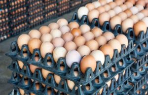 Egg prices rise to N8,500 as chick shortage tightens supply nationwide
