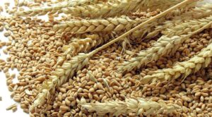 Ghana joins Nigeria, others to ban grain exports as food shortages looms 
