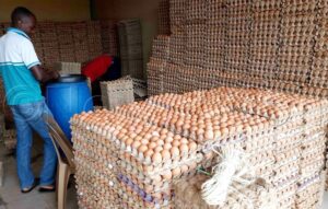 Farmers blame 50% monthly hike in maize price, poultry closures for current increase in egg prices
