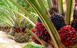 Shareholders of Presco to get N26.3 billion dividend for FY’2023