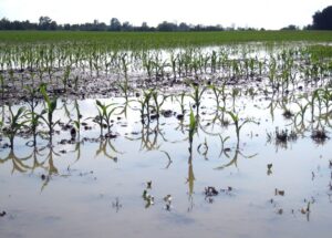 Food crops destroyed by floods could feed 8.5 million people for six months- FAO 