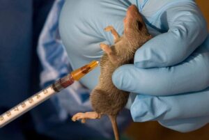 Lassa Fever: Ondo, Bauchi, 3 others account for 90% of 739 cases, as death toll hits 141 in 2025 
