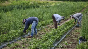 Migrant workers in Canada face abuse under temporary foreign worker program – Amnesty report  