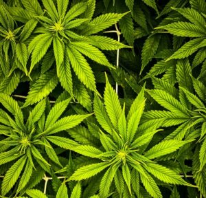 Cannabis in Nigeria: Risk, reform, and revenue
