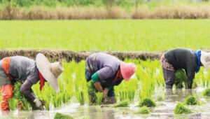 Ebonyi rice farmers warn of poor 2025 harvest, rising prices amid severe flooding 