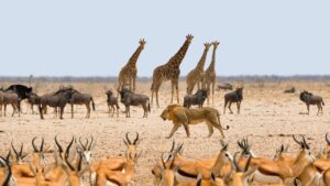 Nigeria’s wildlife tourism to create 2.6 million jobs, generate N12.3 trillion by 2032 – Wild Africa 