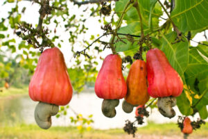 Nigeria, Vietnam to deepen trade and investment, boost local processing in cashew sector 