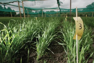 National Biosafety Agency to integrate AI, QR codes, blockchain in GMO regulation in Nigeria 