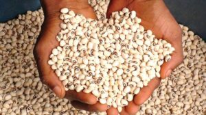 Nigeria loses $363 million annually over EU ban on beans exports – AAPN 