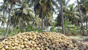 FG backs coconut industry growth, eyes over $250 million revenue by year end