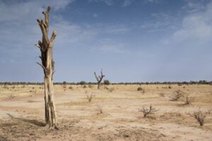 Desertification affects 43% of Nigeria’s land, threatens 40 million livelihoods – FG 