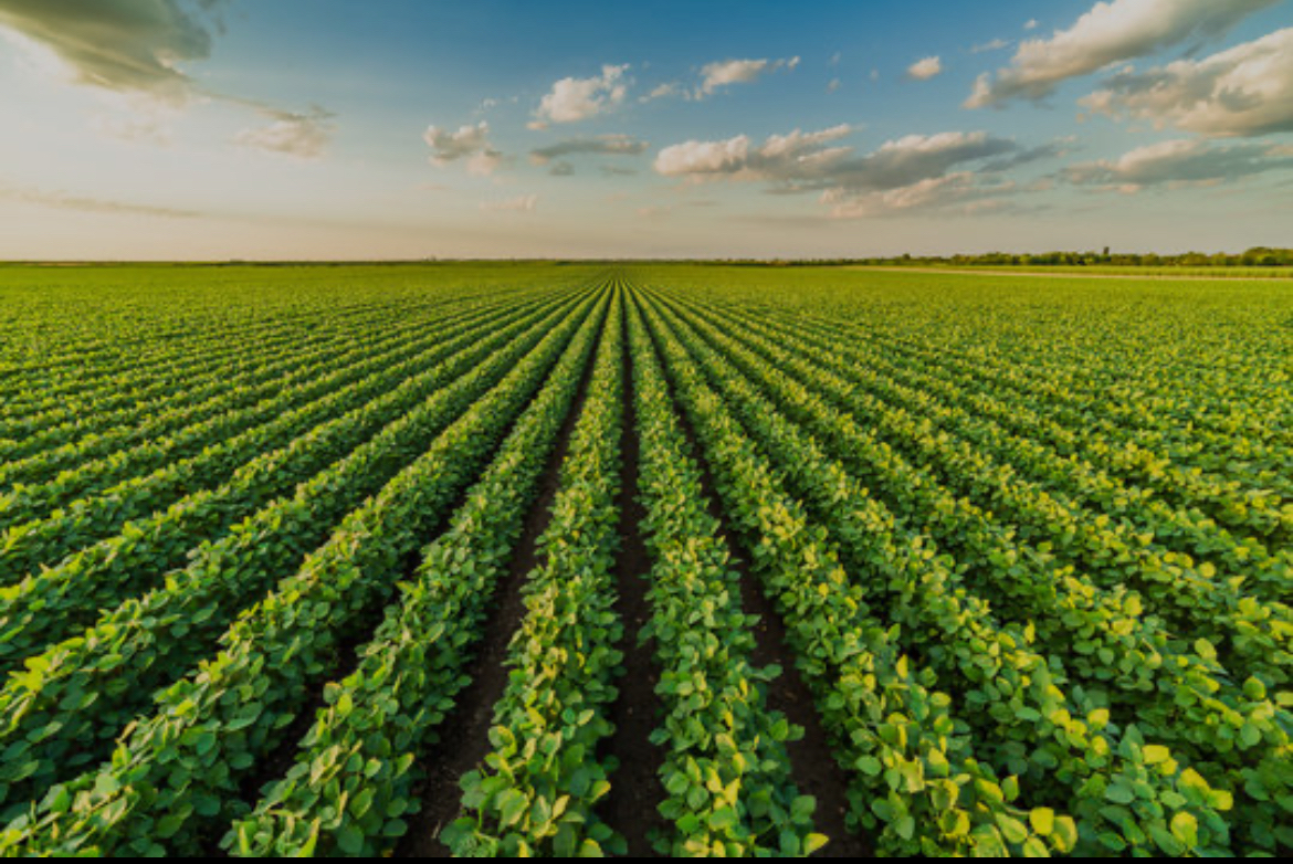 American Soybean Association expands partnership to strengthen U.S.-Nigeria commercial ties in aquaculture 