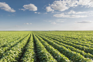 Nigerian scientists defend safety of GMOs, challenge critics to provide evidence of toxicity 
