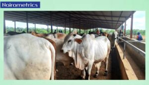 Lagos abattoirs: 8 major slaughterhouses powering N328 billion beef market 