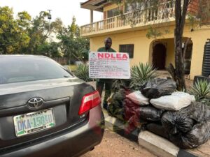 Nigerian army seizes over 108 kilograms of cannabis, arrests suspect in Kogi state 
