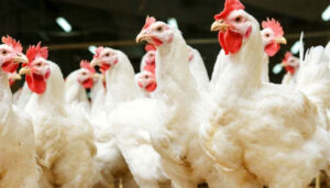 FG introduces new chicken breed, 57 crop varieties to boost food security