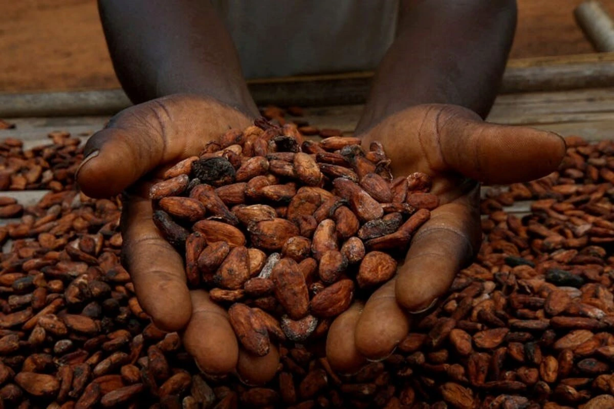 FG denies plan to ban raw cocoa exports, pushes value addition