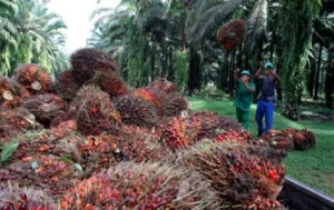 Okomu Oil H1 2026 pre-tax profit falls 12% to N59 billion